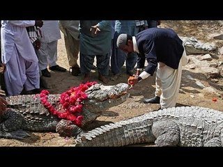 Pakistan's Sheedis celebrate crocodile festival in Karachi