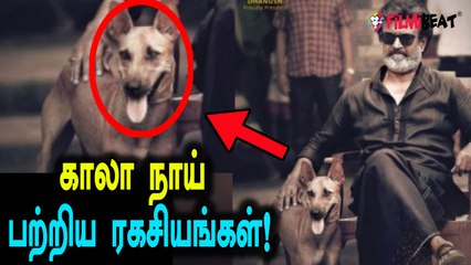 'காலா' படத்தில் நடித்திருக்கும் நாய்க்கு செம மவுசு! 2 கோடி மார்க்கெட்!- வீடியோ