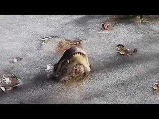 Swamp video shows how frozen alligators survive cold snap