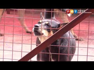 Selangor govt announces neutering subsidy for pet owners