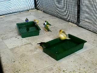 Le bain des becs droits