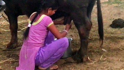 village how to get young girl milk from buffalo