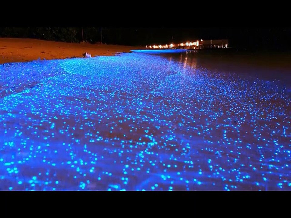 mer fluo