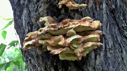 Alter'coop Module 1 Final