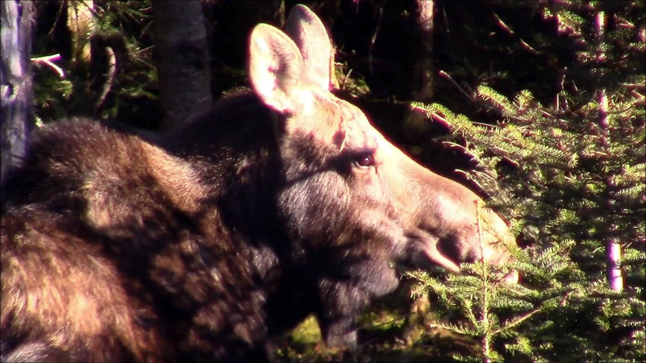 Vocatio Nature -Truite de ruisseaux a la mouche