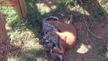 Black Spotted Leopard Versus Caracal - Big Cats Play Attack & Wrestle Friend At Cat Breeding Center