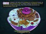 Cell Organelles- Part 1