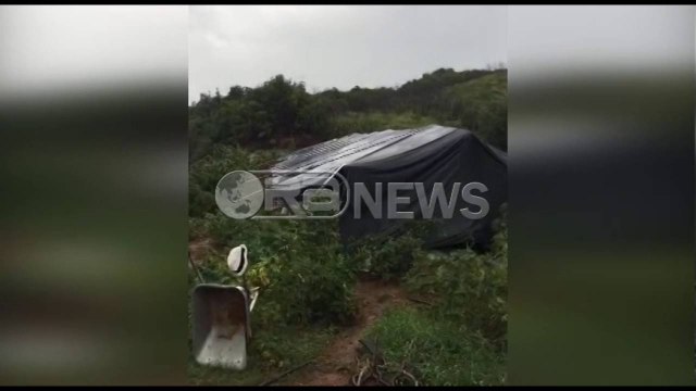 Ora News - Shkatërrohen mbi 7 mijë rrënjë kanabis në Vlorë, 6 në pranga