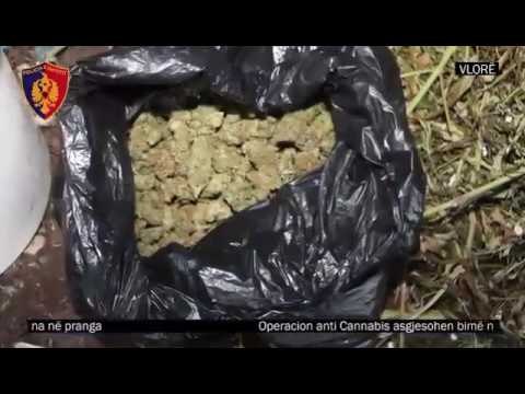 Operacioni - Shkatërrohen mbi 7 mijë rrënjë kanabis në Vlorë, 6 në pranga