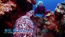 Diving with Big Animals in Nassau with Stuart Cove’s Dive Bahamas