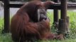 Video From Controversial Indonesian Zoo Shows Orangutan Smoking a Cigarette