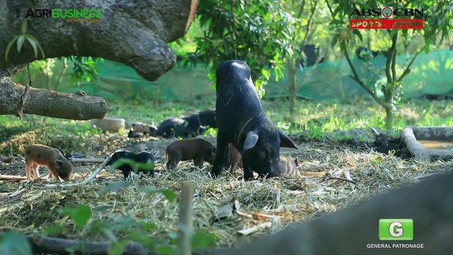 Native Pig Farming Part 1 : Native Pigs in the Philippines | Agribusiness Philippines