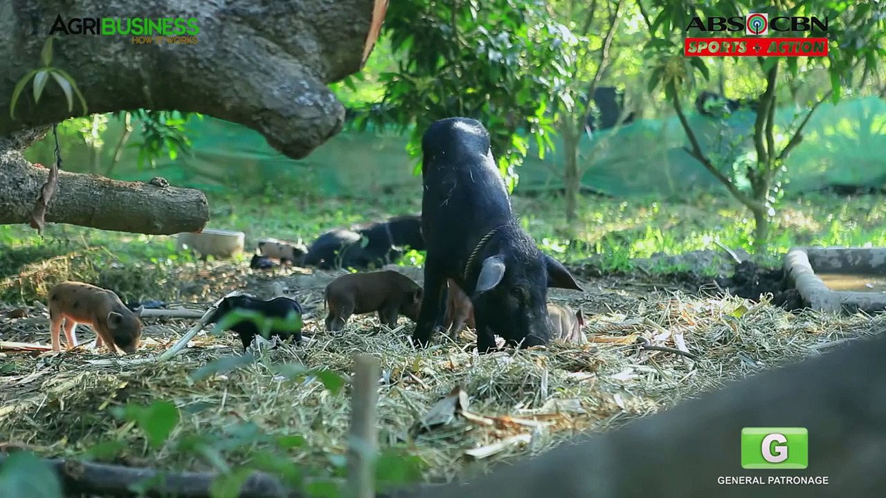Native Pig Farming Part 1 : Native Pigs in the Philippines | Agribusiness Philippines