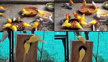 Profitable Birds Business in 2018 Useful Tips Parindoun ka karobar