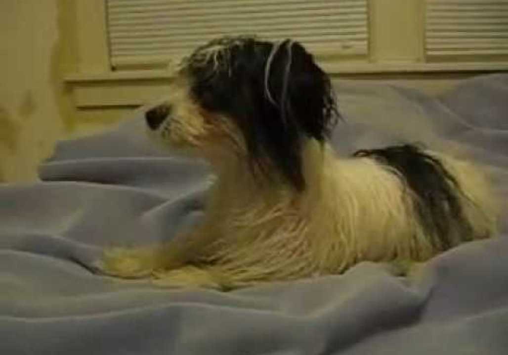 Bathtime Seems To Have Recharged This Silly Dog