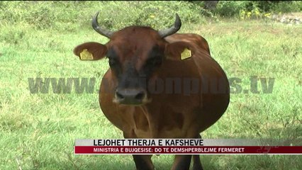 Ministria e Bujqësisë lejon therjen e kafshëve - News, Lajme - Vizion Plus