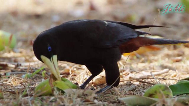 Loài chim thông minh làm tổ treo trên cành bên cạnh tổ ong độc