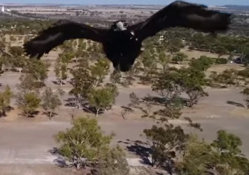 Wedge-Tailed Eagle Tries to Grab Drone in Western Australia