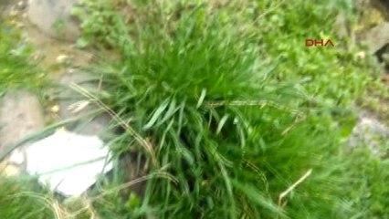 Beypazarı'nda Ağaçlar Çiçek Açtı