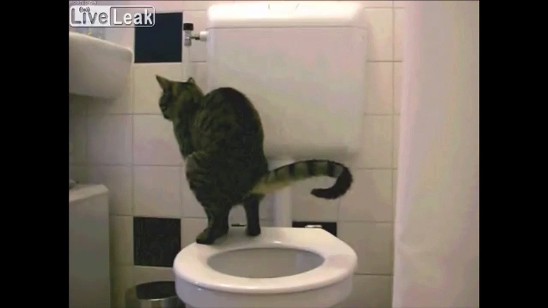 Ce chat fait ses besoins aux toilettes! la classe - Vidéo Dailymotion