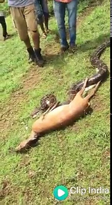 Vea como la anaconda se devora el venado