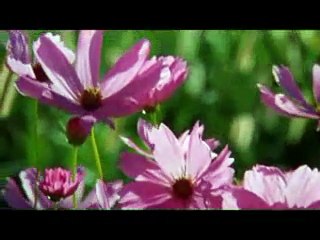 La Couleur Pourpre - Bande Annonce VO