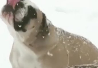 Pennsylvania Bulldog Catches Snowflakes During Nor'easter