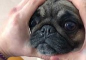 Adorable Pug Squeezes Her Face In Between Owner's Hands