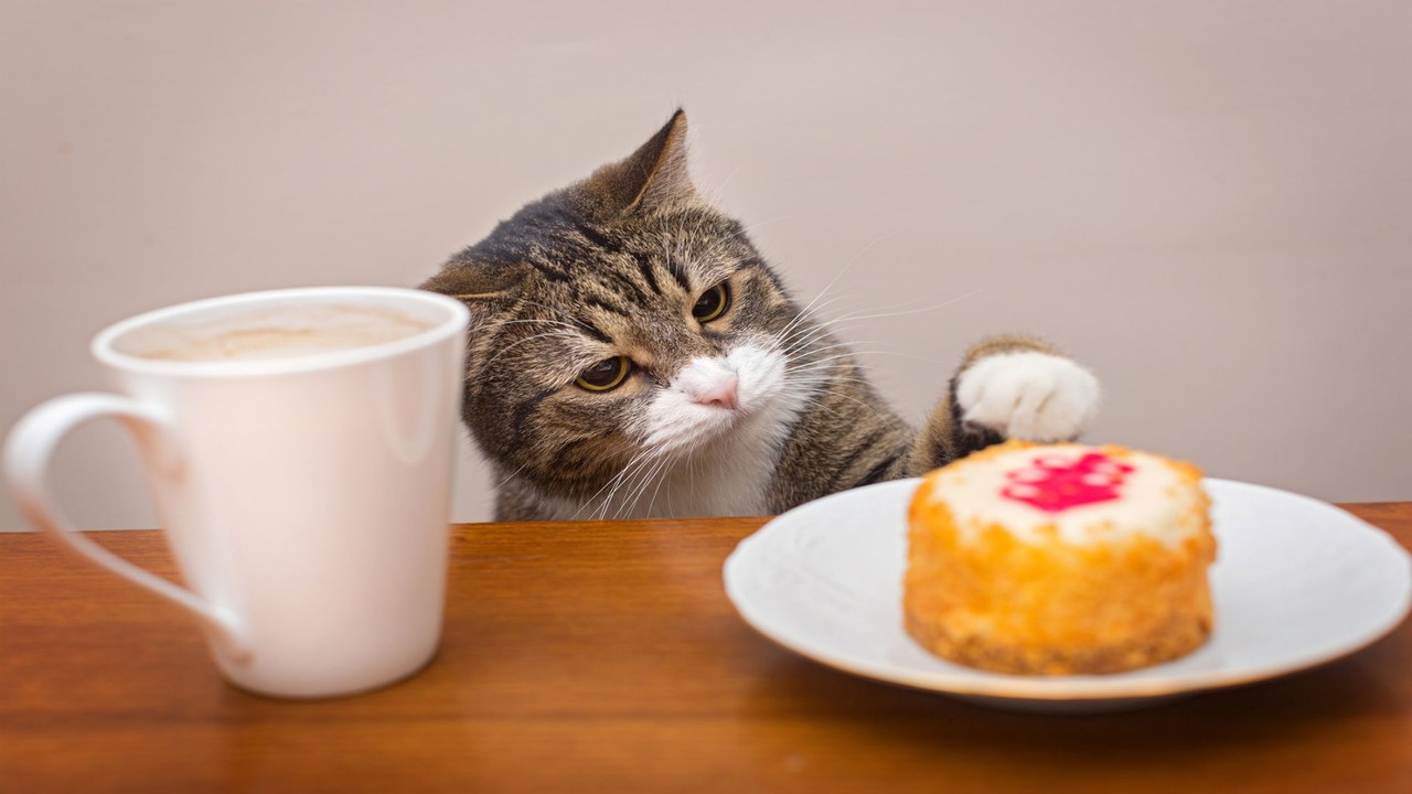 Dining with Kitties: 3 of the Best Pet Cafés Across the U.S.