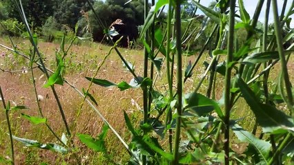 55.Cykoria podroznik wasciwosci -