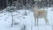 Majestic White Moose Spotted in Parkano, Finland