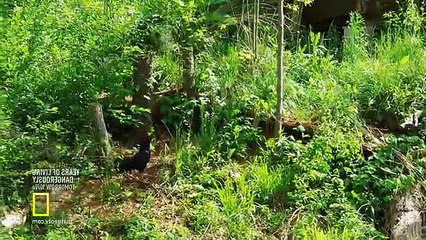 Live Free or Die S03 E11 Tony  amp  Amelia