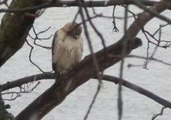 Hawk Braces for Nor'easter on Connecticut Shore