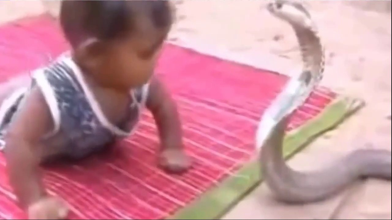 Arrepiantes Cenas de Cobras Com Crianças E Adultos