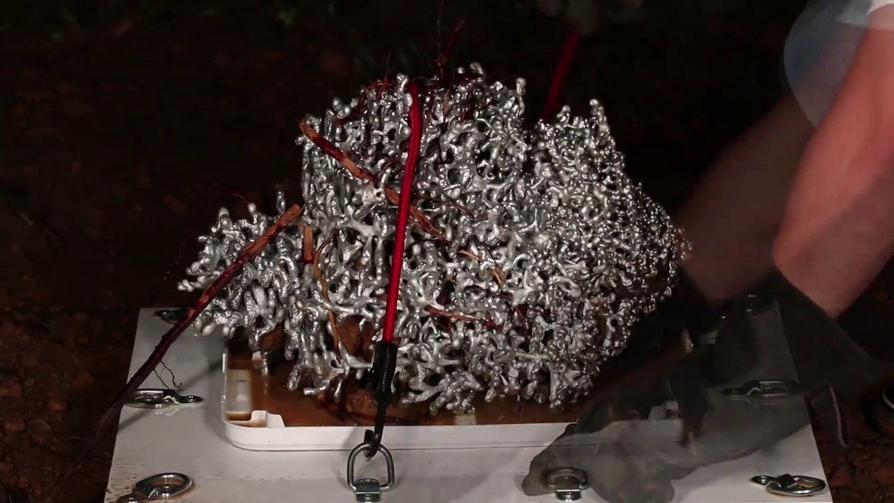 Magnifique oeuvre d'art obtenue à partir d'une fourmilière et d'aluminium fondu... Incroyable