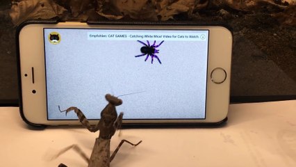 Cette mante religieuse joue à son petit jeu sur son iPhone