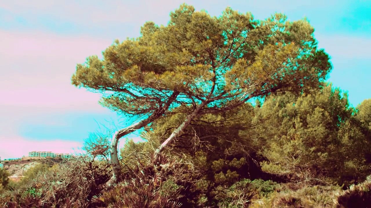 ASU SI  DANIELA GYORFI - AUZI MELODIE VIATA MEA  (OFFICIAL VIDEO)  MANELE NOI 2018