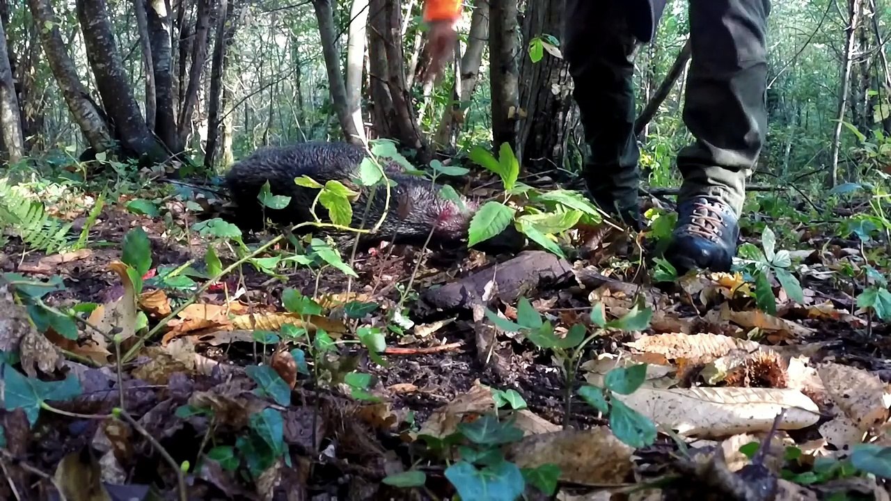 Superbe chasse au sanglier à Coustouges et Soréde (quatre sangliers dans le week-end)