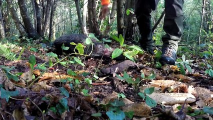 Superbe chasse au sanglier à Coustouges et Soréde (quatre sangliers dans le week-end)