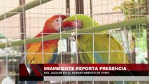 Miambiente reporta presencia del jaguar en el departamento de Yoro