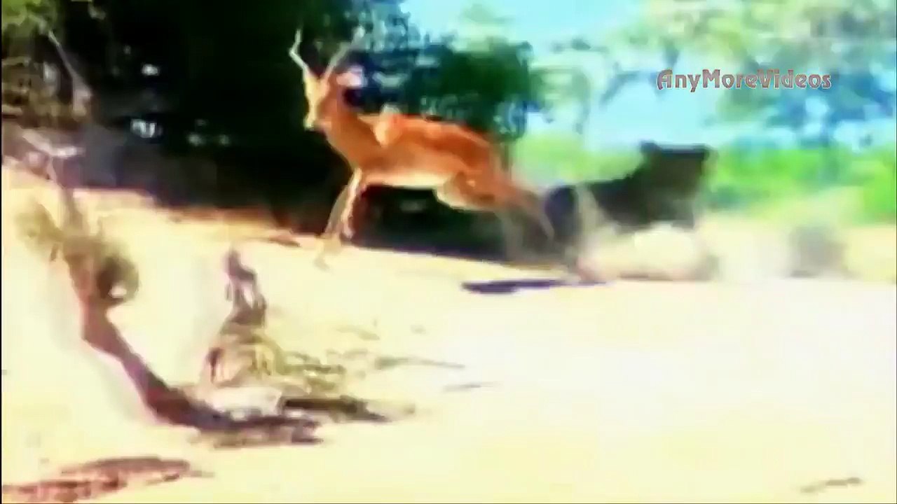 أروع واجمل لقطات الافتراس في عالم الحيوان !!