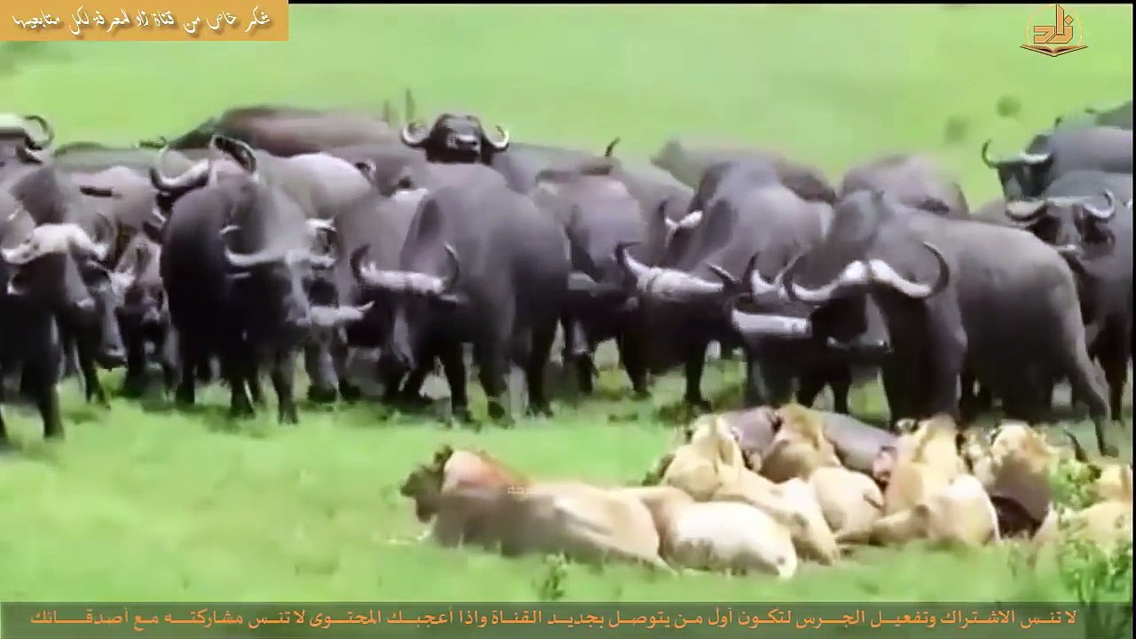 ثـــورة الجواميـــس !! انها فرصـــة الانتقــــام!