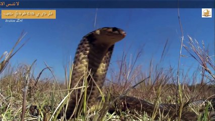 الأسد ضد الأفعى ! من الاقوى ؟؟ أقوى المشاهد على الاطلاق