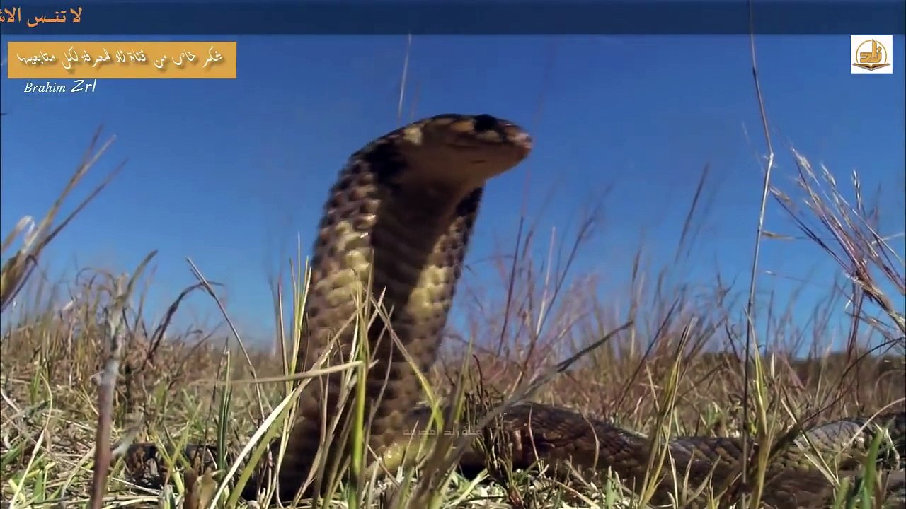 الأسد ضد الأفعى ! من الاقوى ؟؟ أقوى المشاهد على الاطلاق