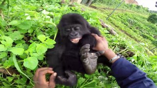 GoPro Gorilla Tickling at the GRACE Center