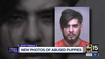 Neglected puppies rescued in Scottsdale, man arrested