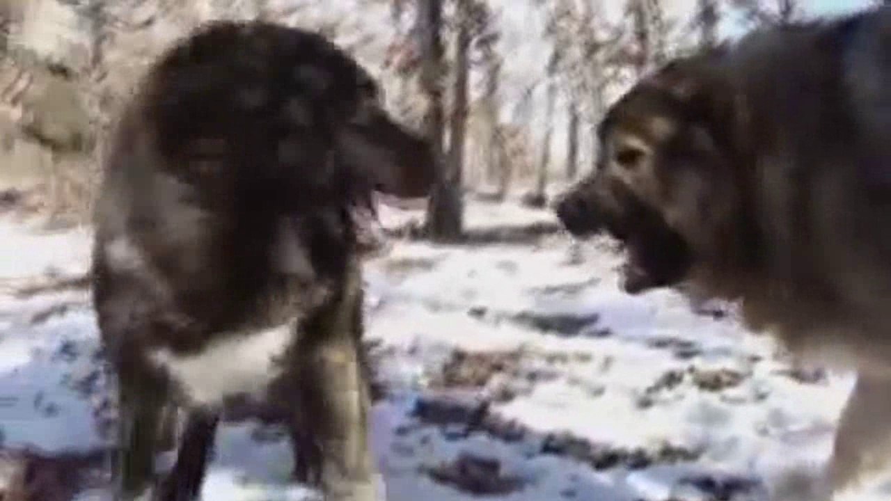 Kangal vs Caucasian Shepherd FACTS