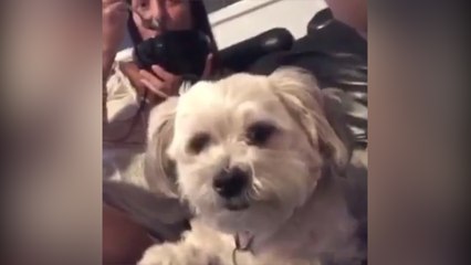 Australiano se tira gases frente a su perro y éste sale huyendo por el mal olor