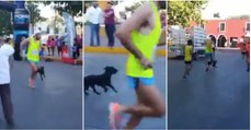 Atleta pontapeou brutalmente um cão durante a Maratona no México