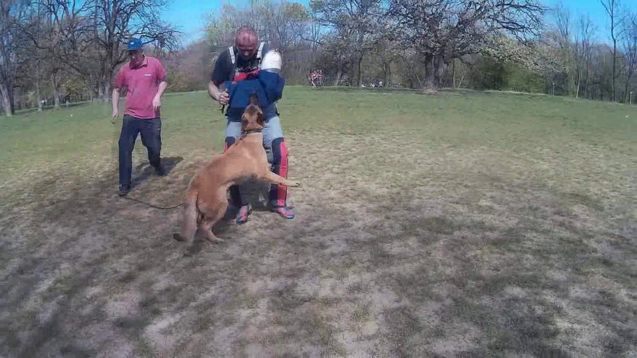 Malinos vs Black German Shepherd BITEWORK - Protection training